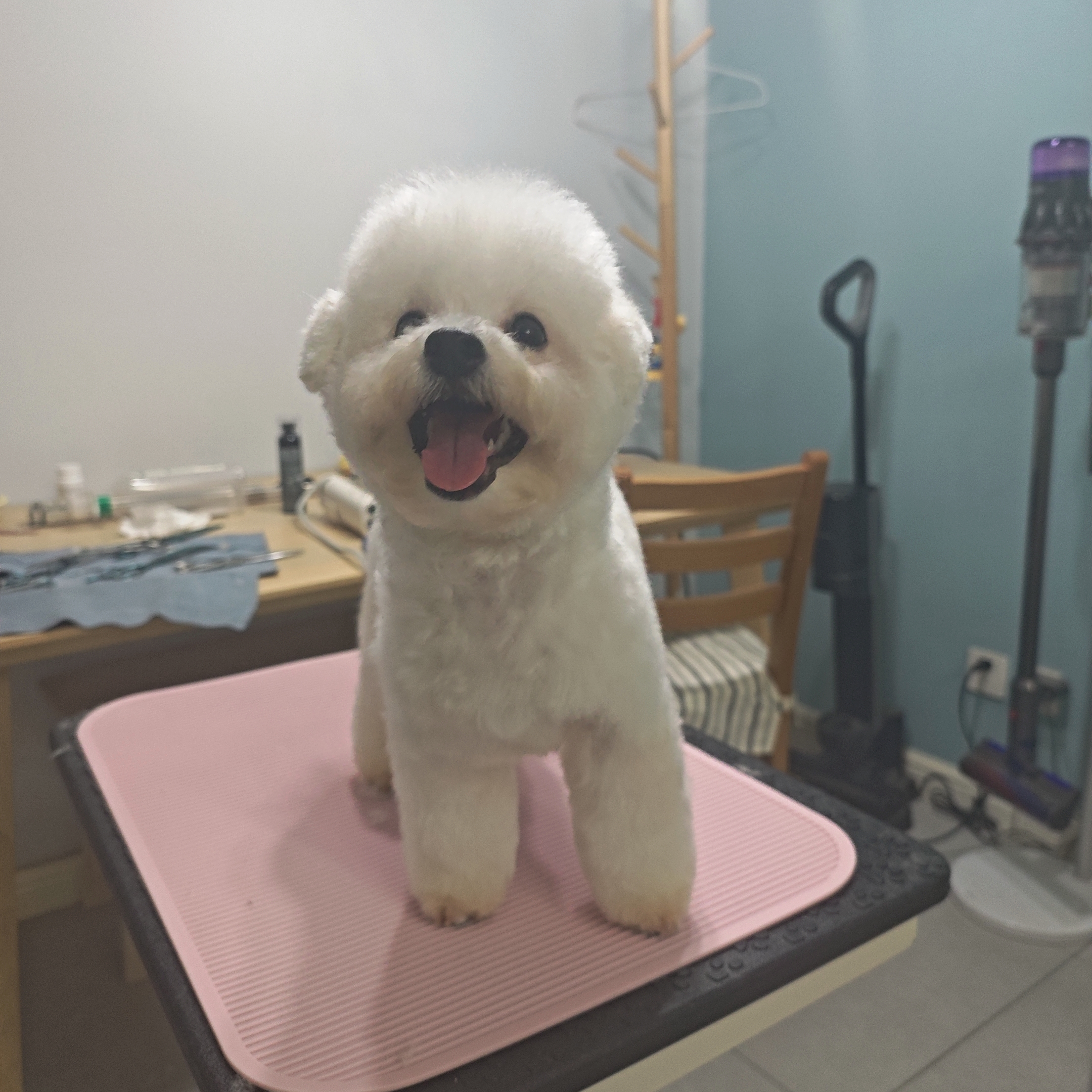 标体比熊妹妹六个月爸爸赛级血统会定点只找个人家养不议价